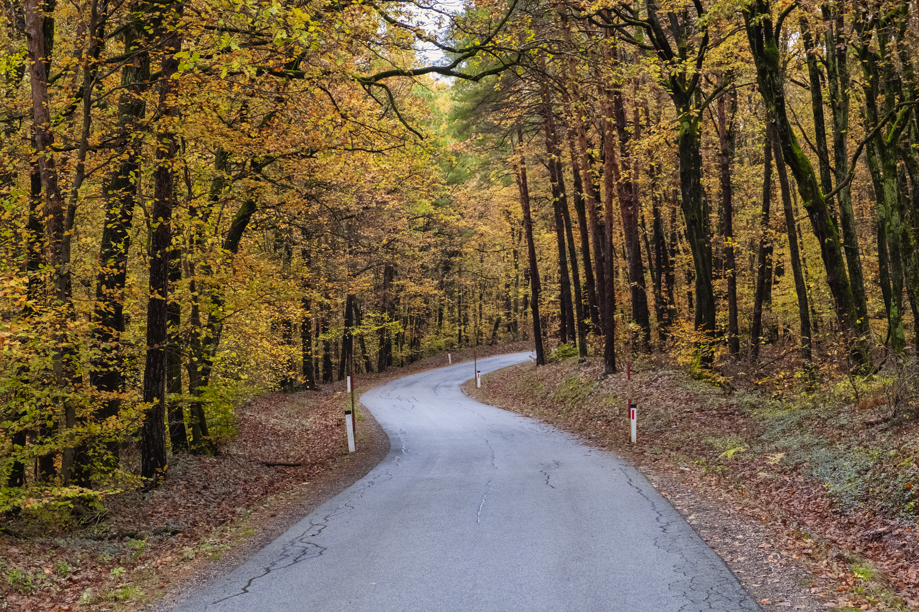 Capturing the Magic of Autumn Foliage: Best Tips and Locations